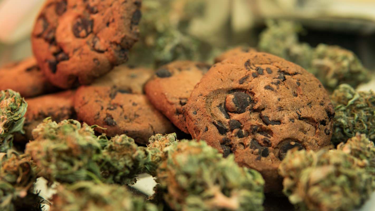 blueberry pie strain