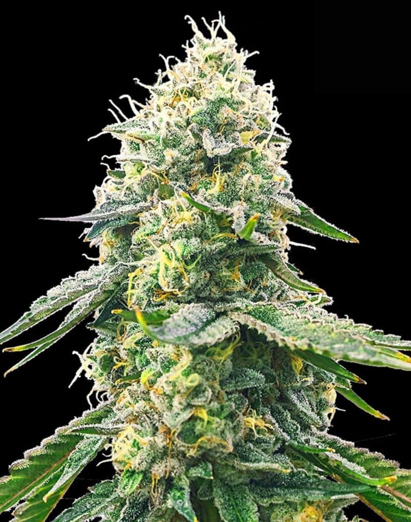 buy weed online usa cheap