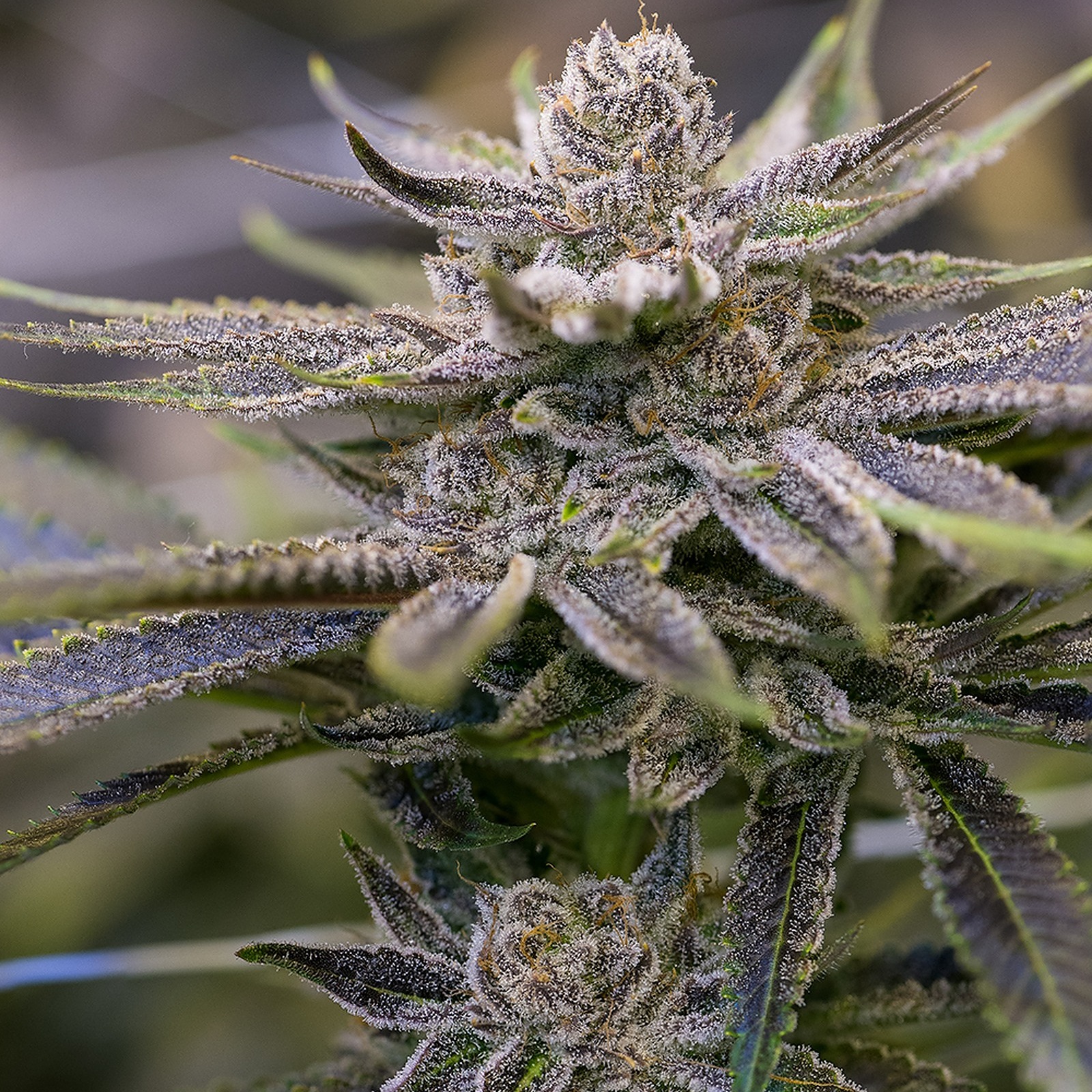dawg strain thc level