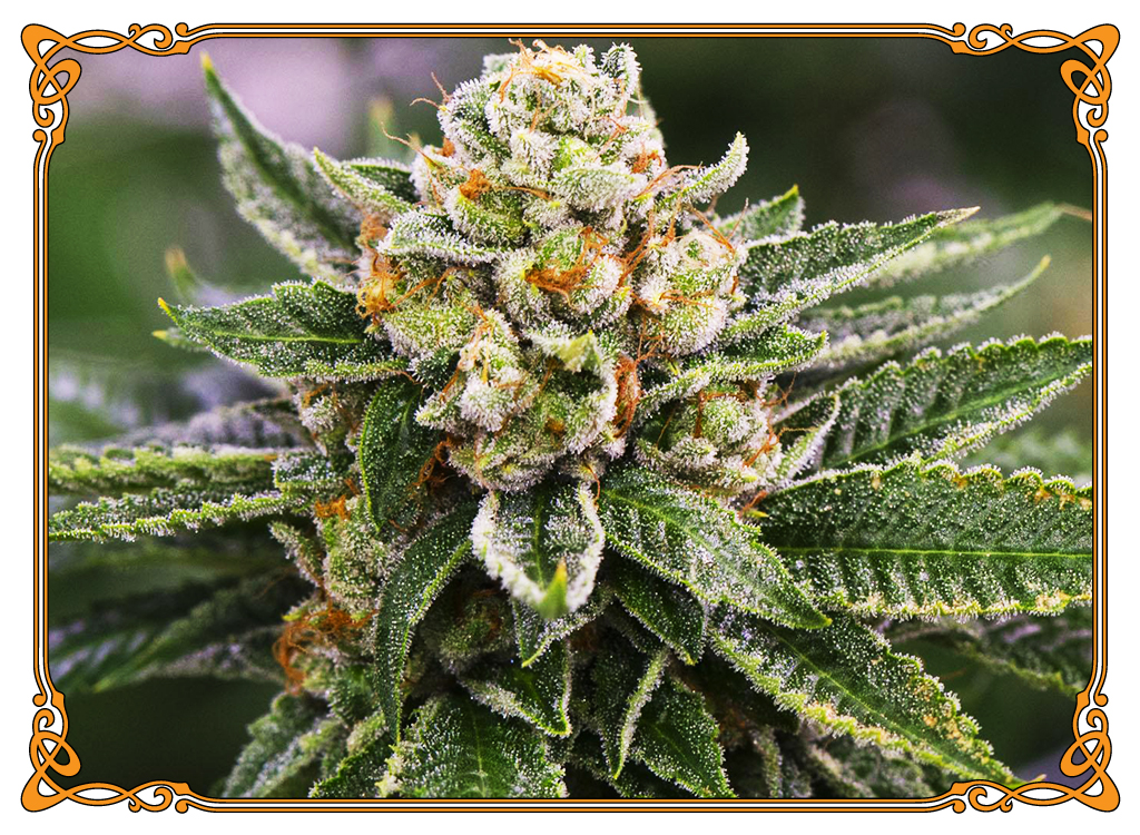 zaza cones edibles uk