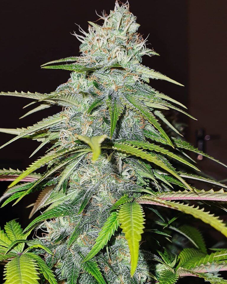 kush weed