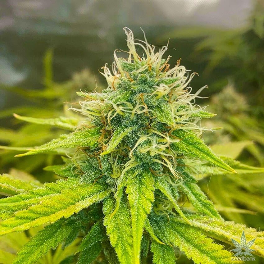 telegram weed uk